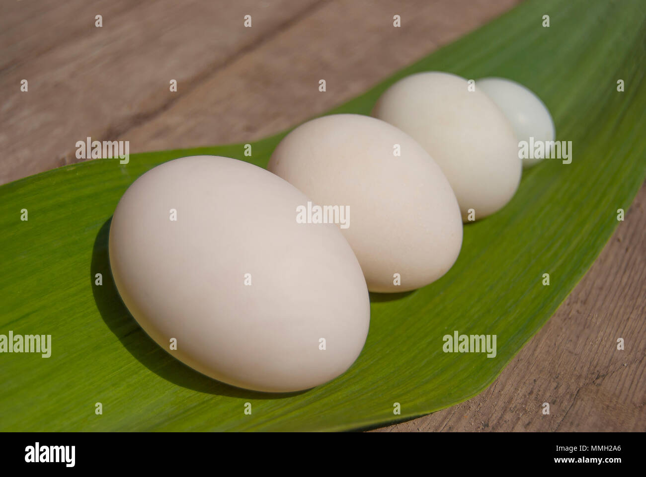 Eggs of different birds: goose, duck, chicken and pigeon lie in a row in size on the green leaf of the plant. Stock Photo