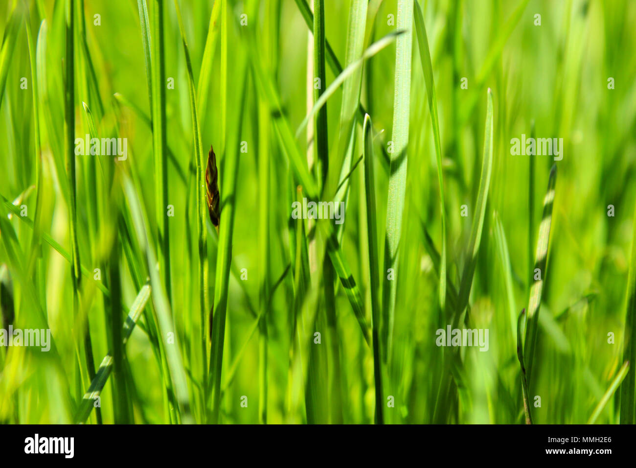 Green grass close up roughly as a background Stock Photo - Alamy