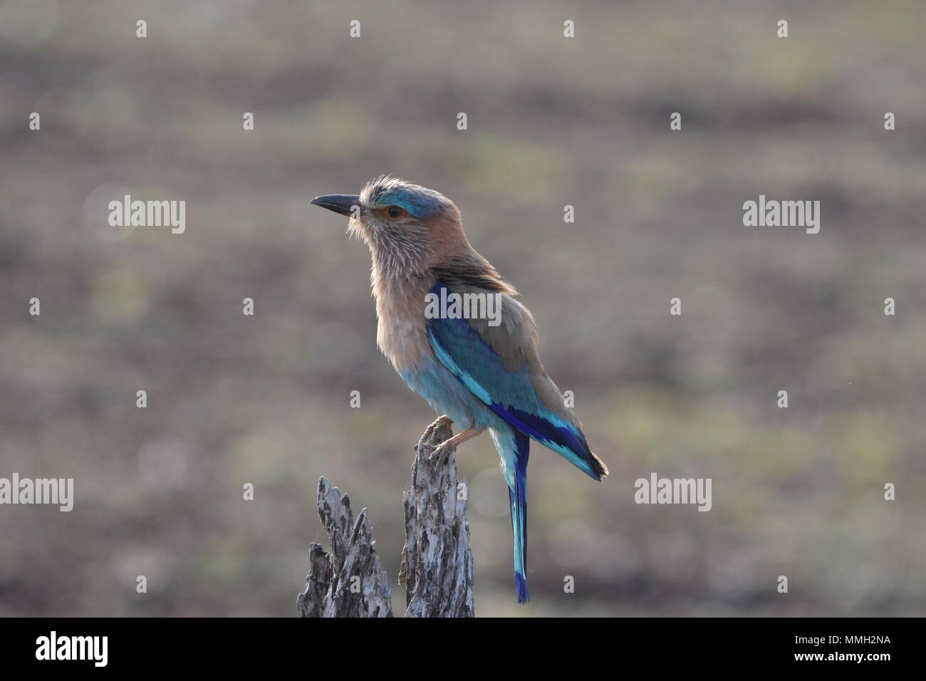 Indian Roller basking in the morning sun as Tadoba Tiger Reserve Forest Stock Photo