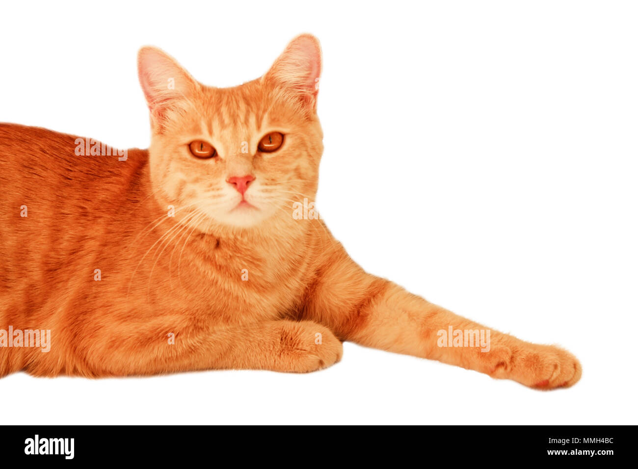 Portrait Of Red Haired Tabby Cat Isolated On White Background Stock Photo Alamy