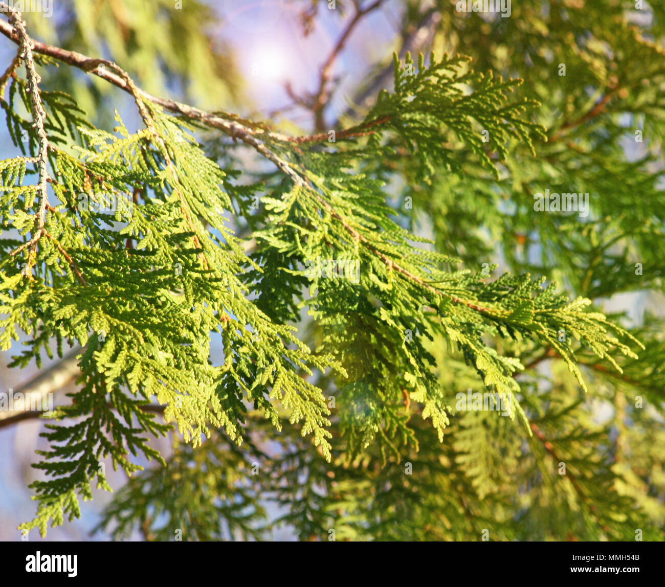 The spindly branches and leaves of a Cedar Tree with illuminating light in background Stock Photo