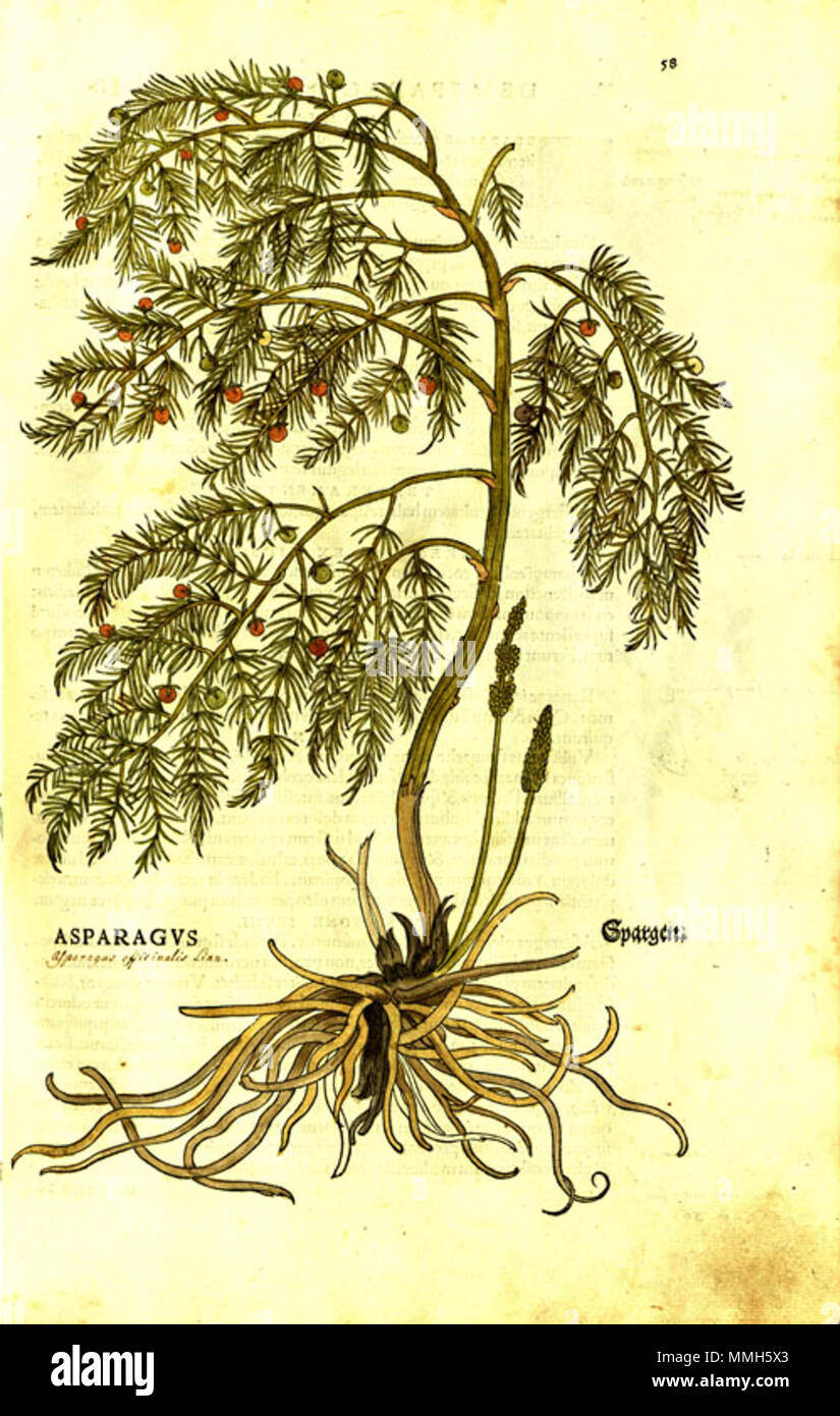 . English Plate from 1542 book 'De historia stirpium commentarii