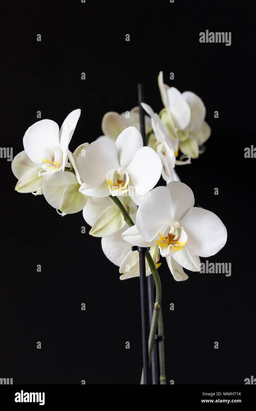 Close up of a white Phalaenopsis Orchid (Moth Orchid) isolated against a black background Stock Photo