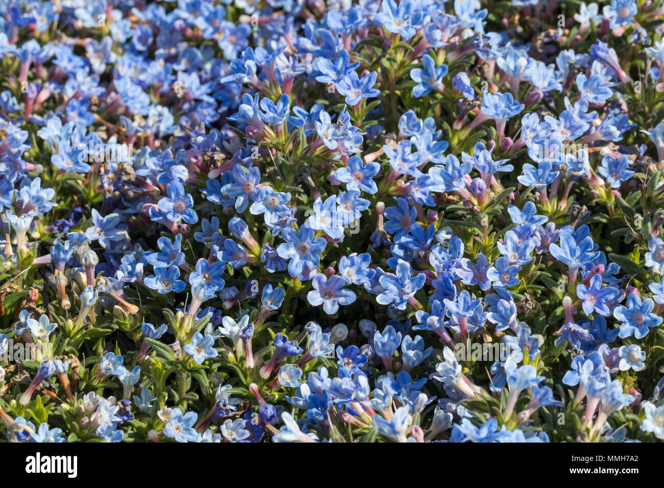 Close up of Lithodora diffusa 'Heavenly Blue' flowering in spring, UK Stock Photo