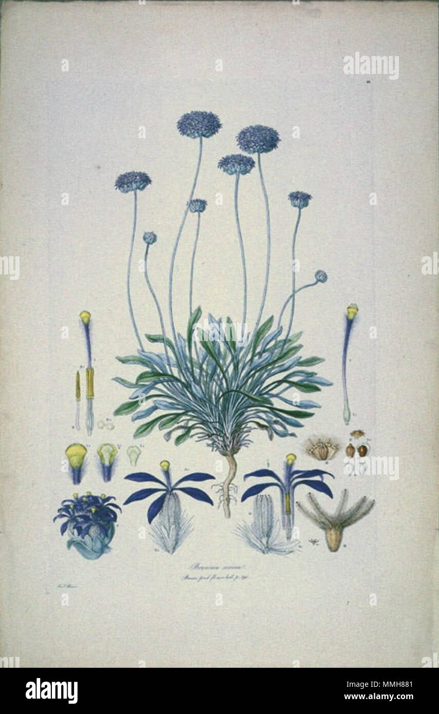 . This is a scan of Plate 10 from Ferdinand Bauer's Illustrationes Florae Novae Hollandiae. The plant featured is Brunonia australis, then known as Brunonia sericea. The result differs from the other scans in the collection, in tone, contrast, and colouration. The image was scanned on its dark green mounting board, for this reason the image was cropped close to the edge of the original plate.  . early 19th century. Ferdinand Bauer (1760–1826) 102 Brunonia sericea (crop) Stock Photo