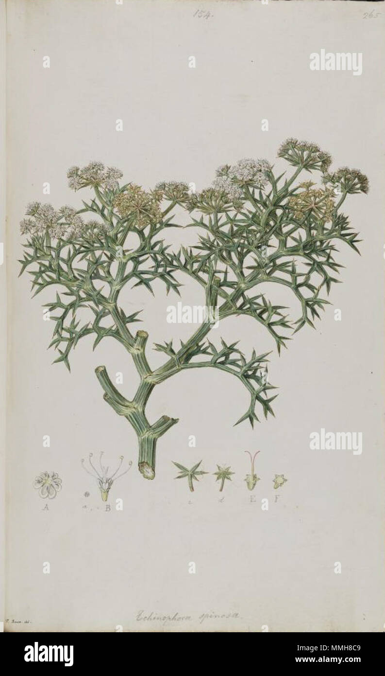 . This work Echinophora spinosa is signed F. Bauer, probably from the drawings made for John Sibthorp's Flora Graeca. These were later used as the basis of the engravings by James Sowerby for that work. Cropped  . 1806. Possibly Ferdinand Bauer Echinophora spinosa (Bauer) Stock Photo