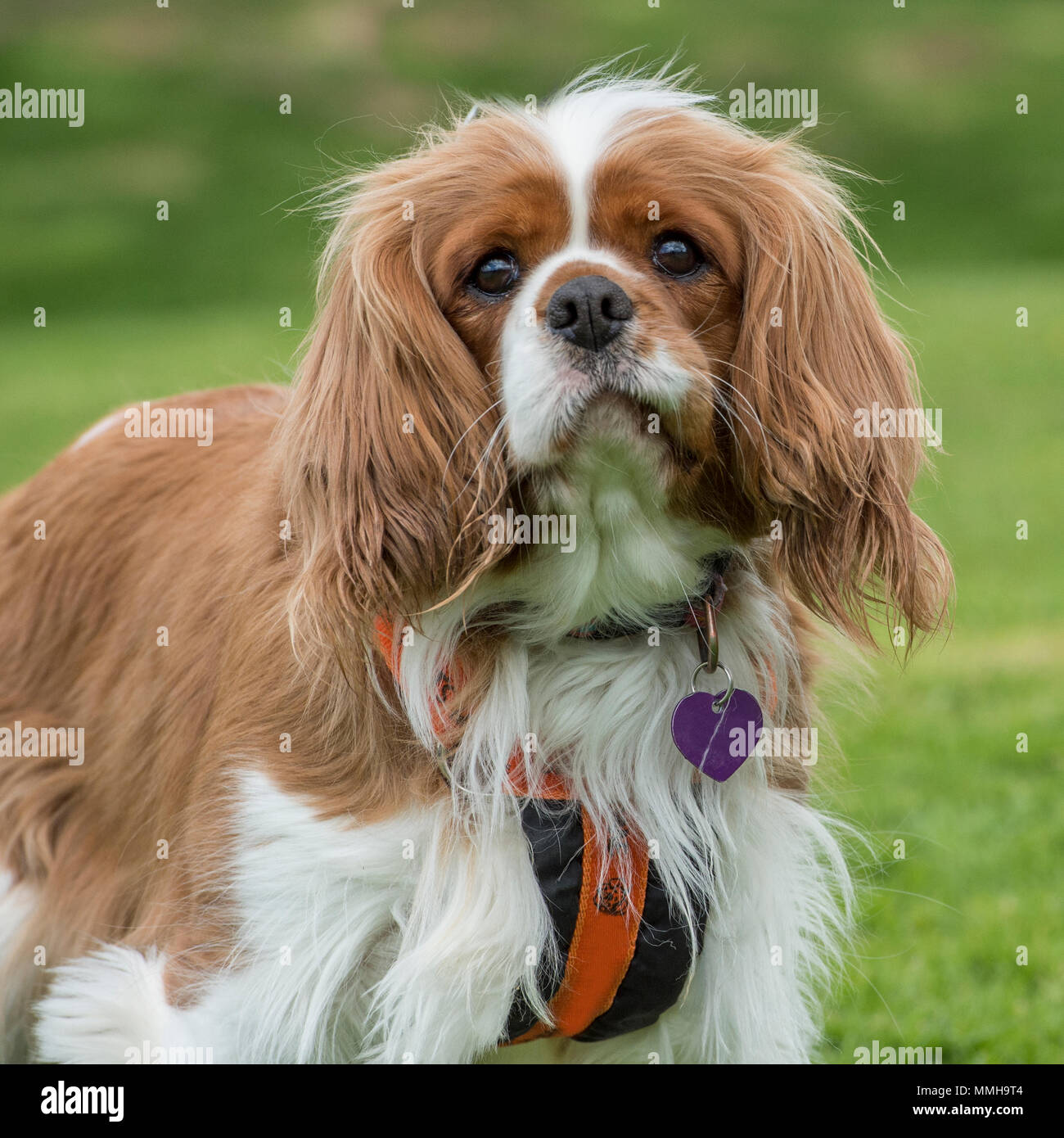 cavalier king charles spaniel Stock Photo