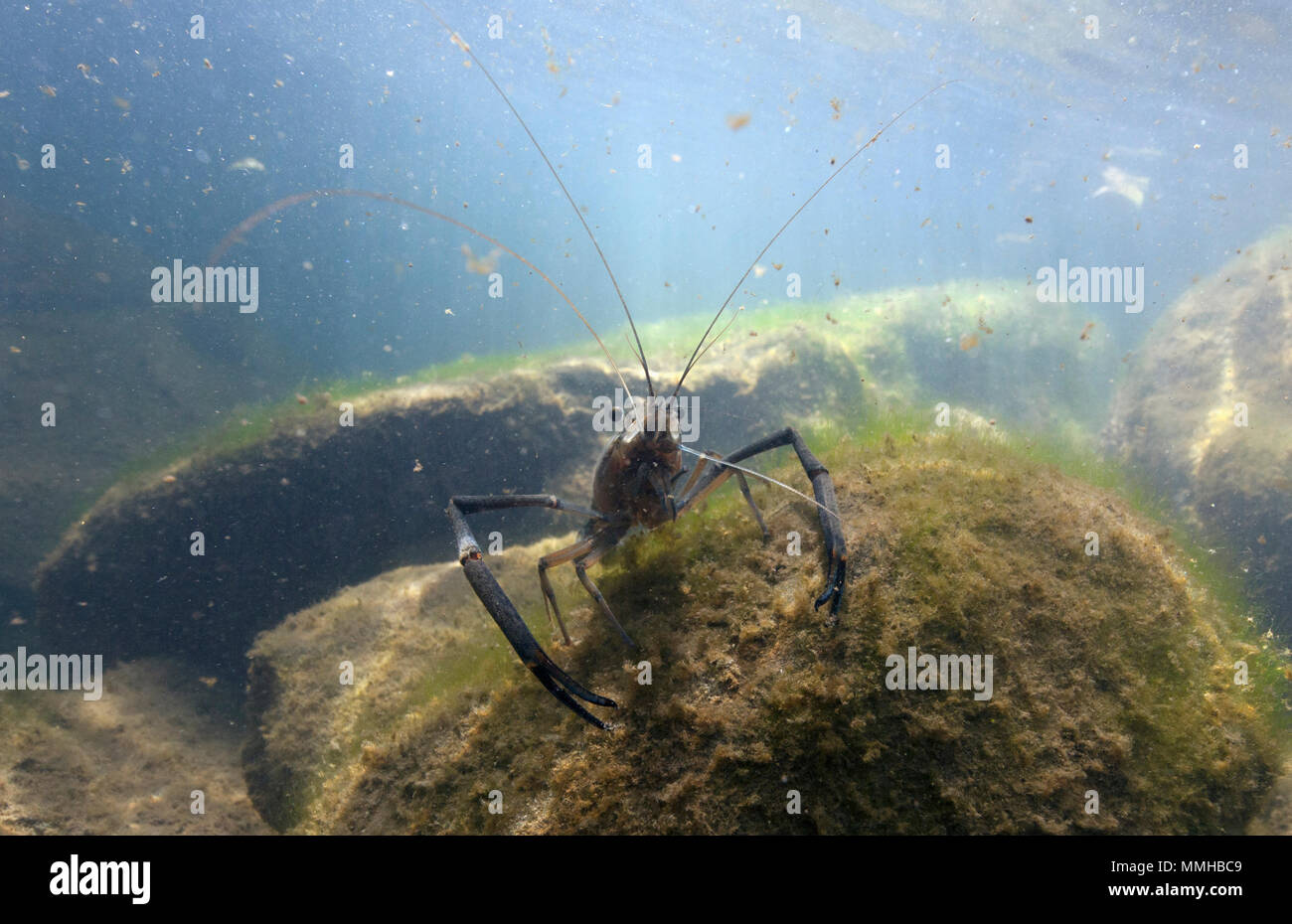 Tahitian prawn in a stream on the road to Hana, Maui, Hawaii. Stock Photo