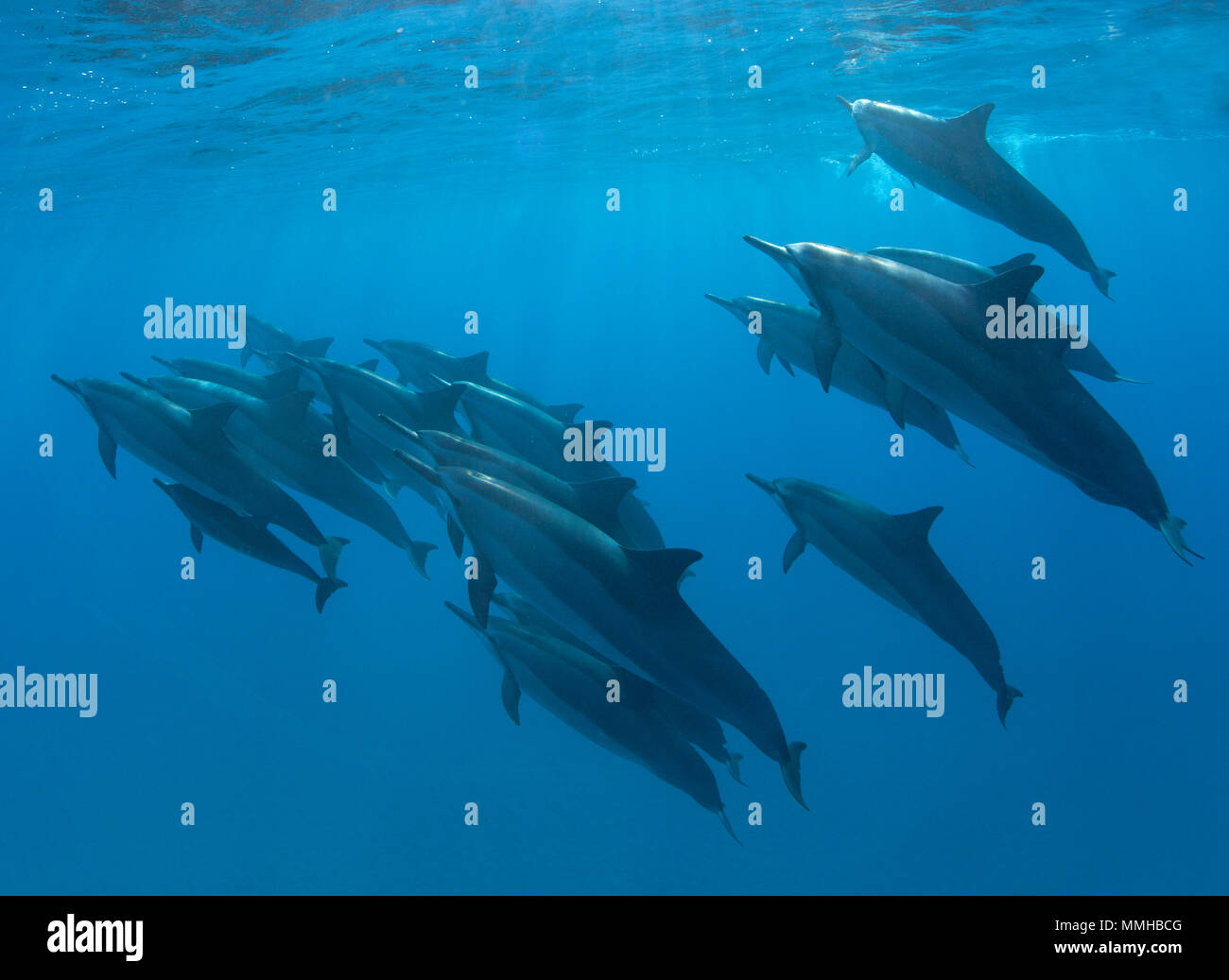 Pod of Spinner dolphins swims off the coast of Maui, Hawaii Stock Photo