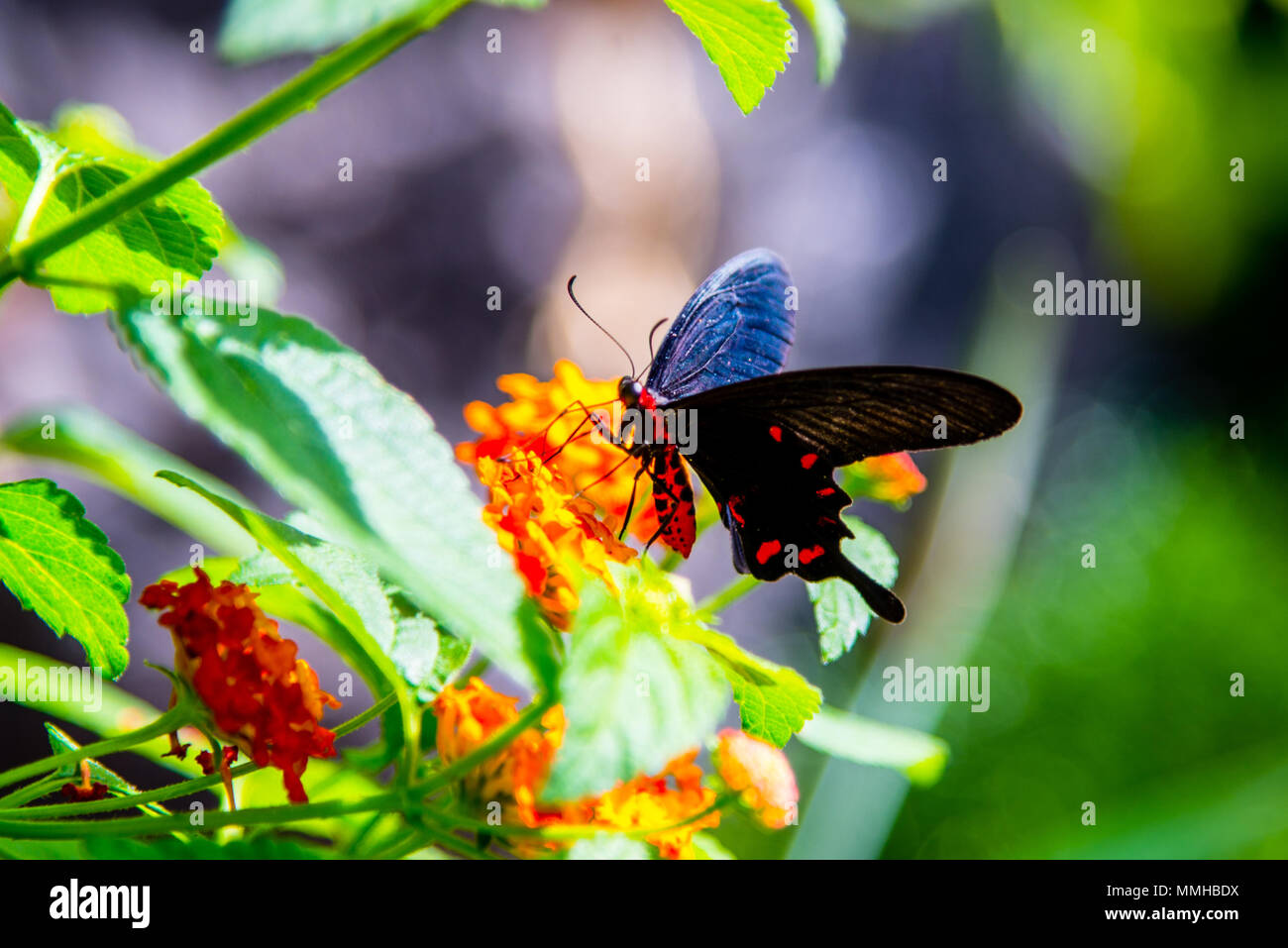 Butterfly in Montreal botanical garden Stock Photo Alamy