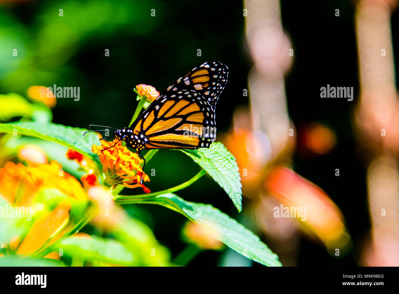 Butterfly in Montreal botanical garden Stock Photo
