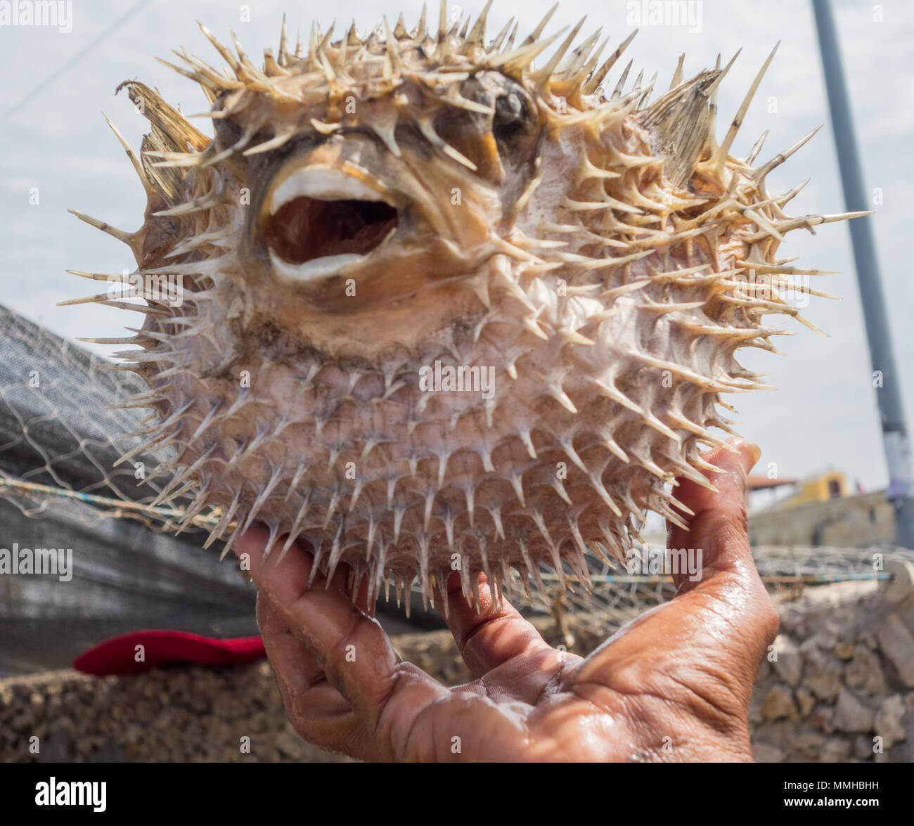 Spiky Porcupinefish held in the hand of a fisherman who caught it off the coast of Cartegena, Colombia Stock Photo