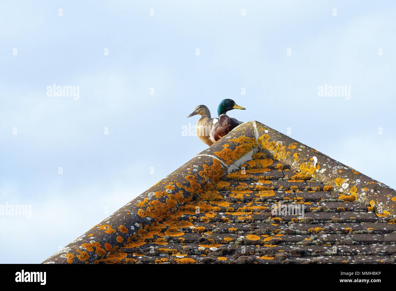 A pair of Mallard ducks perched on the apex of a pitched roof Stock Photo