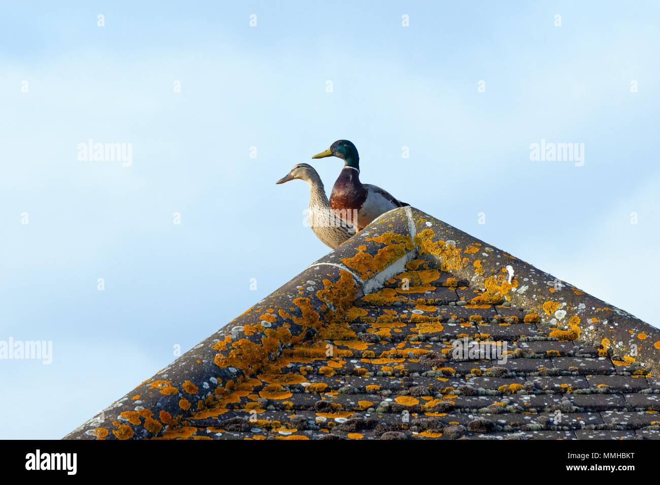 A pair of Mallard ducks perched on the apex of a pitched roof Stock Photo