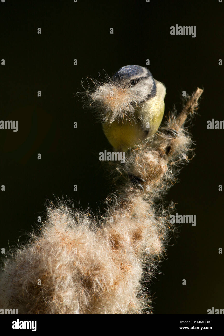 Blue tit nesting Stock Photo