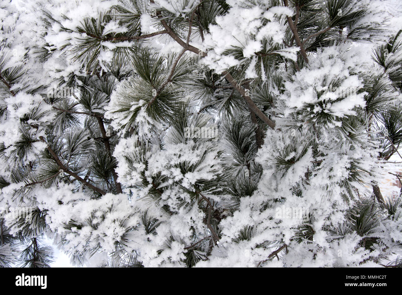 background from coniferous vetkok zamoroyenny and covered inniy Stock Photo