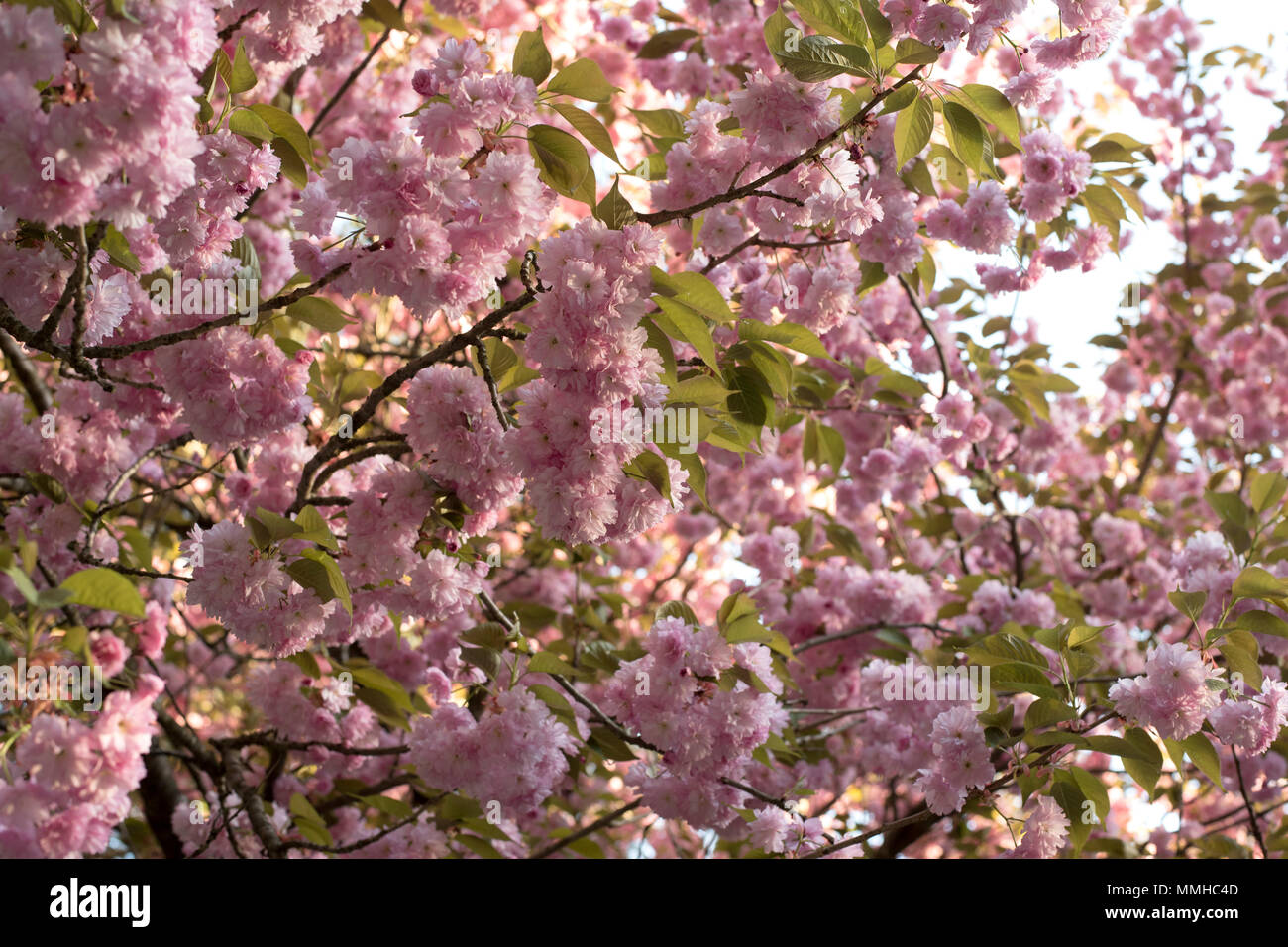 Sakura. Cherry blossoms japan. Pink spring blossom background Stock ...