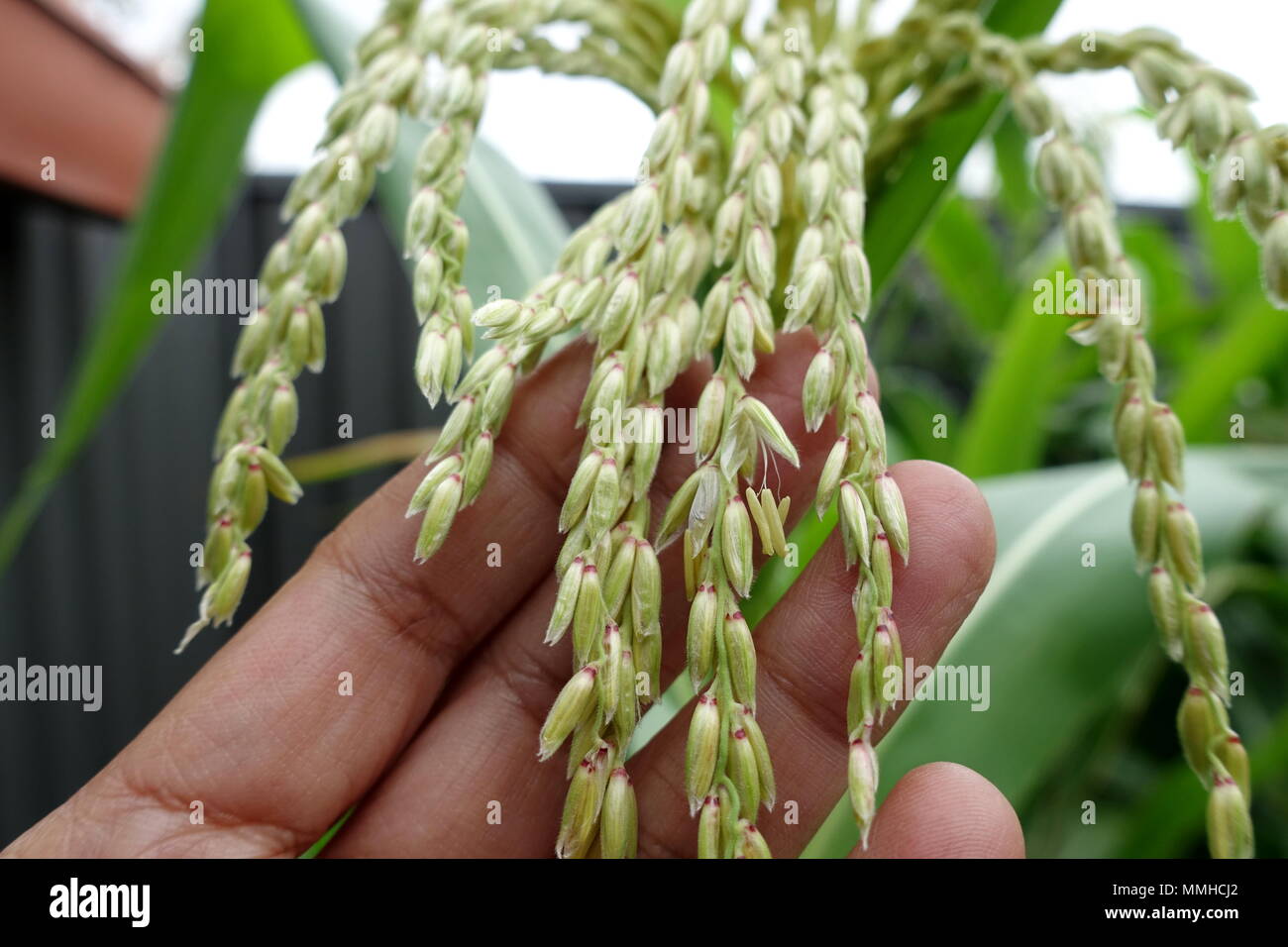 Close up Glass Gem Corn Maize flowers Stock Photo