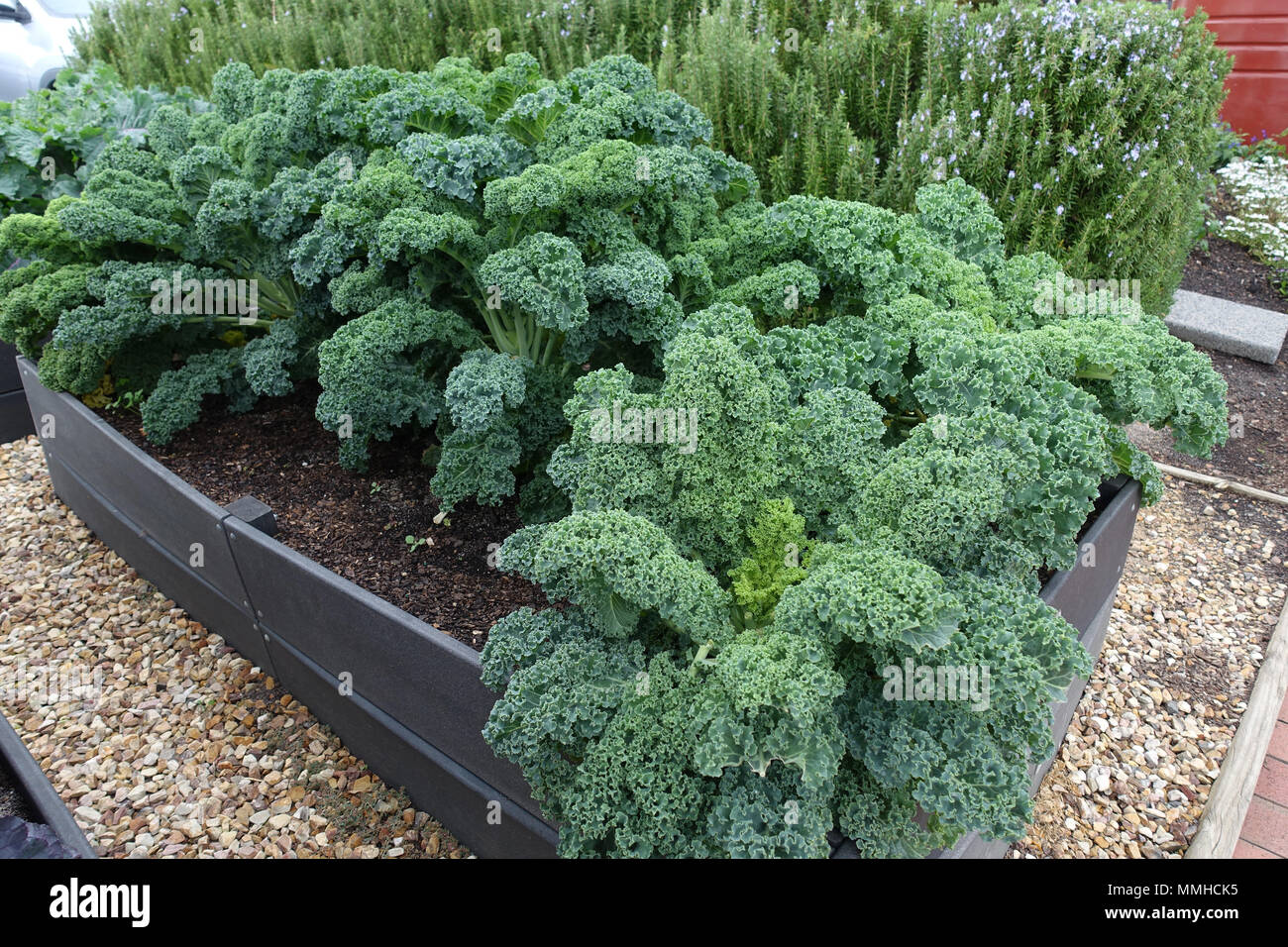 Growing Brassica oleracea or known as Dwarf Blue Scotch Kale on a vegetable patch Stock Photo