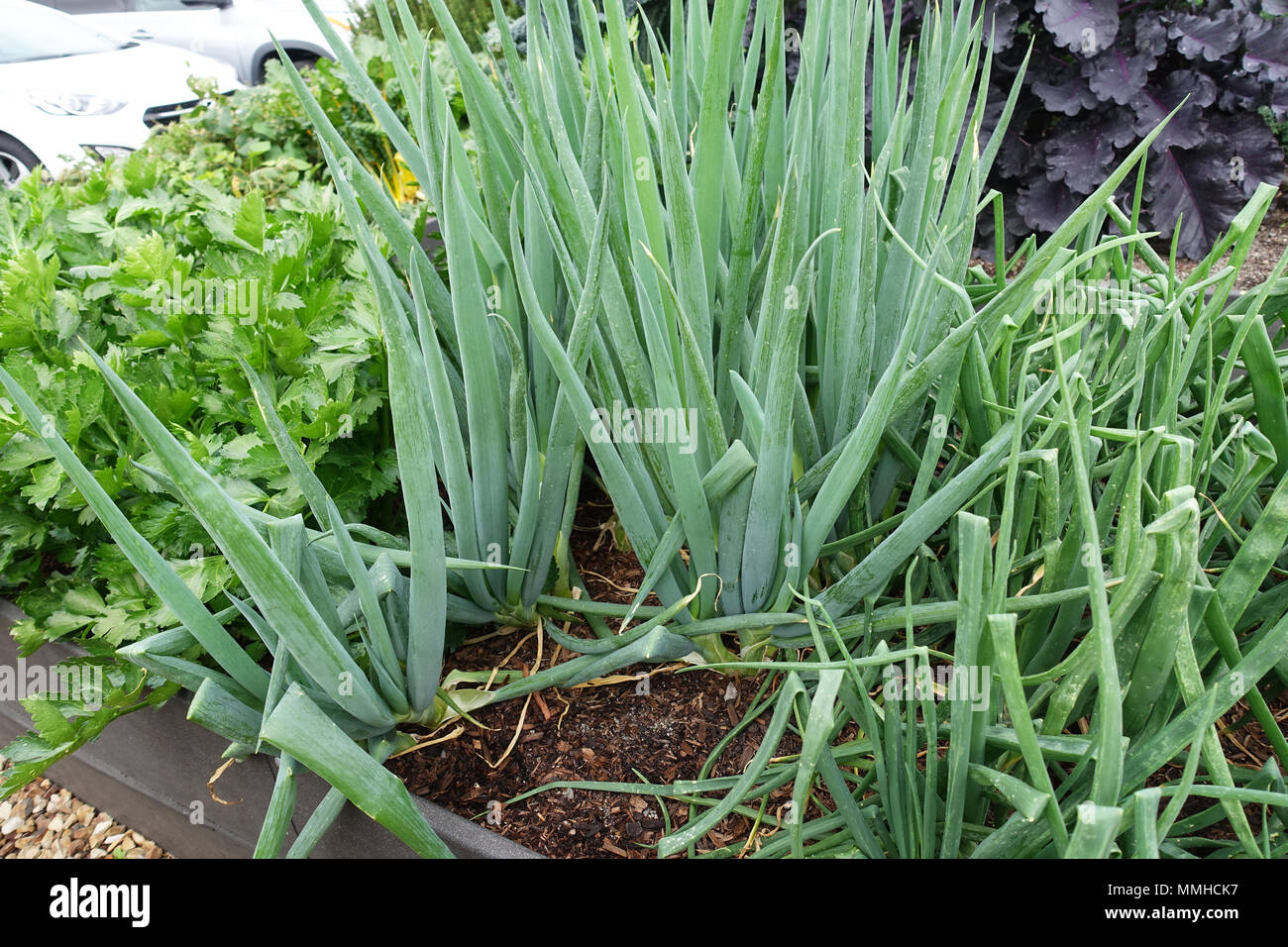 Growing spring onions on a vegetable patch Stock Photo Alamy