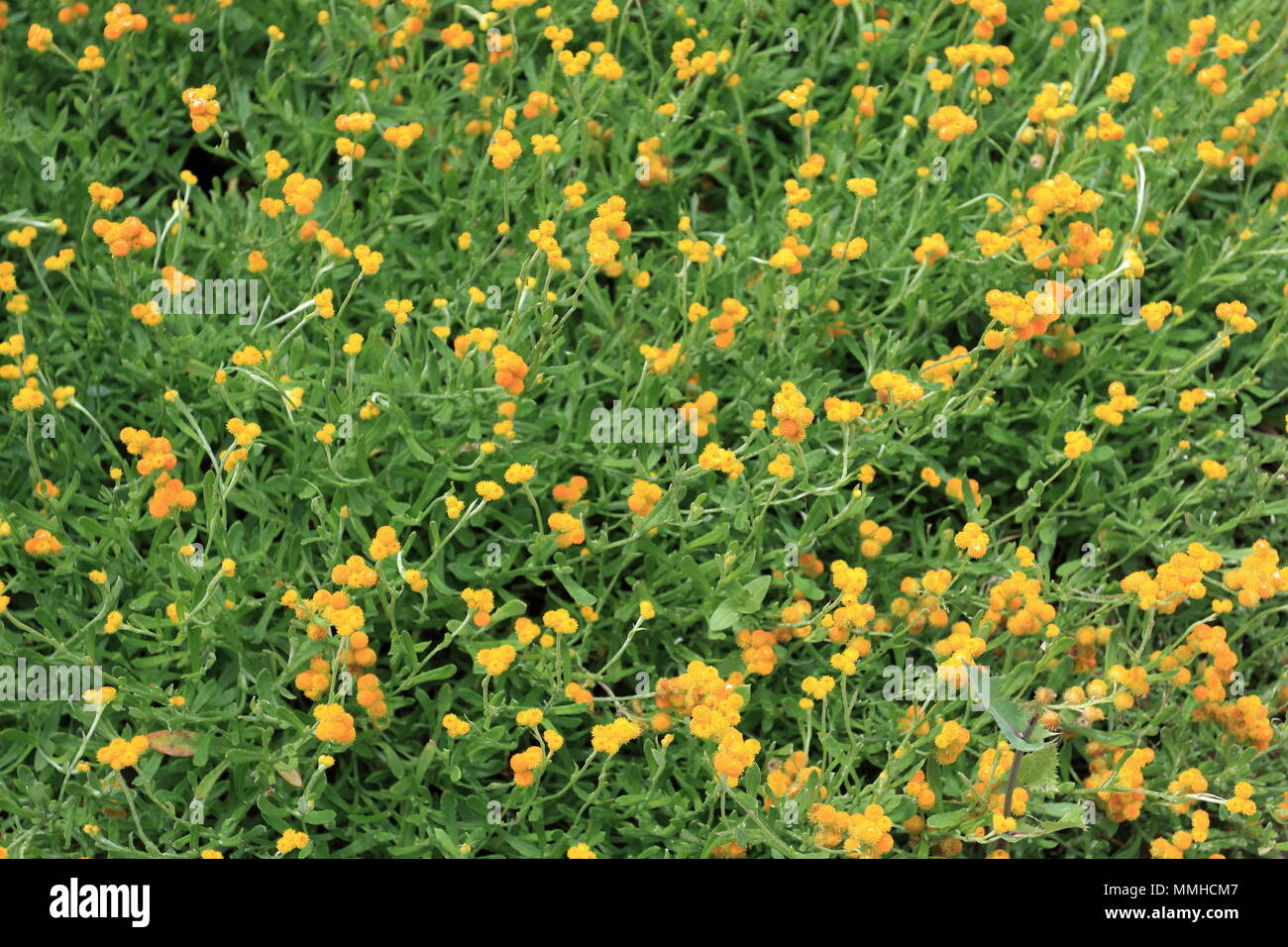 Chrysocephalum apiculatum or known as Common Everlasting and Yellow Buttons Stock Photo