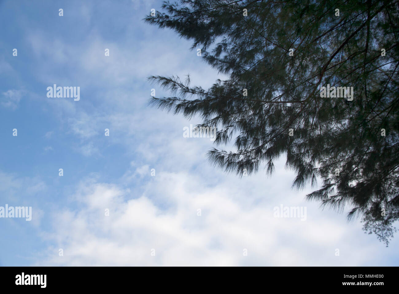 Background of the top of pine tree on a beautiful blue sky day. worm eyes view nature for background. Stock Photo