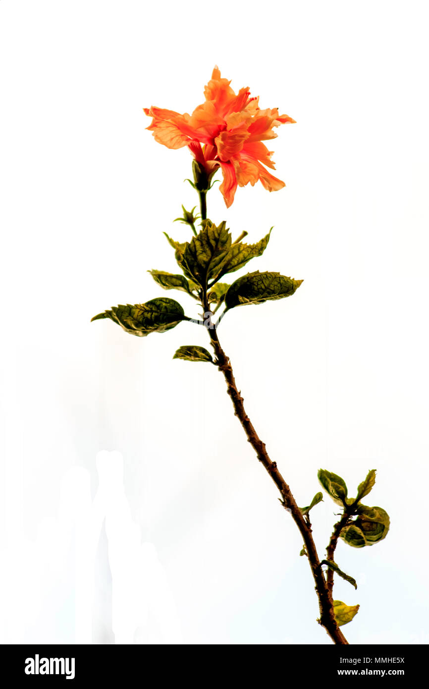 Pink and orange hibiscus flower hires stock photography and images Alamy