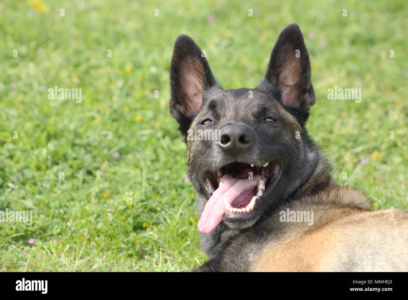 a belgian shepherd