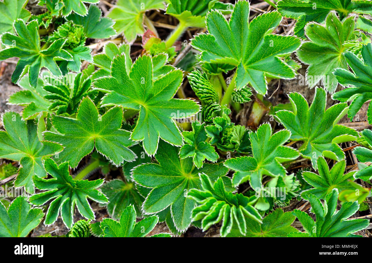 Young carved green leaves of wild meadow grass close up - beautiful natural spring background Stock Photo