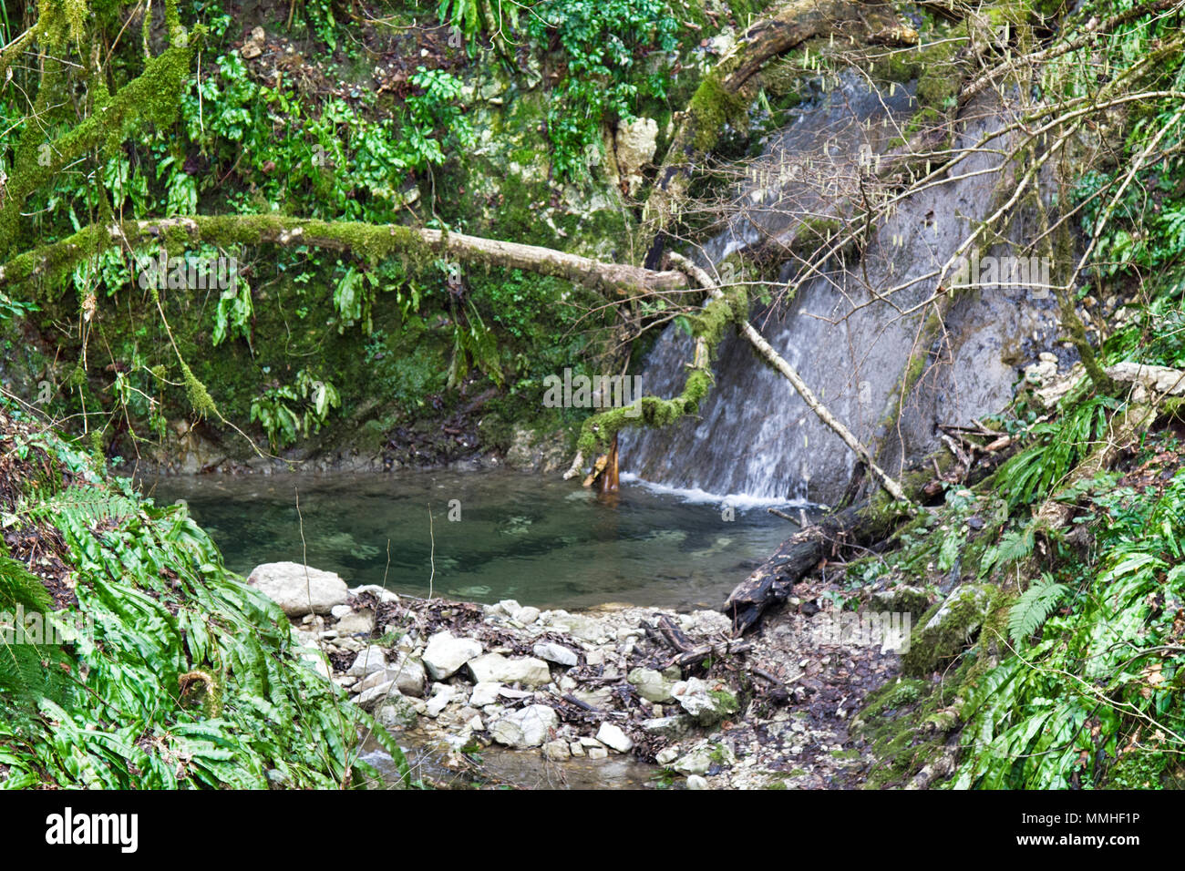 Rivulet in subtropical forests of the Caucasus. Period of winter low water, Evergreen ferns, Neckera moss Stock Photo