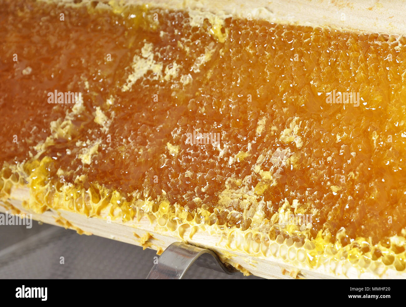 Uncapped honeycomb on extraction holder Stock Photo