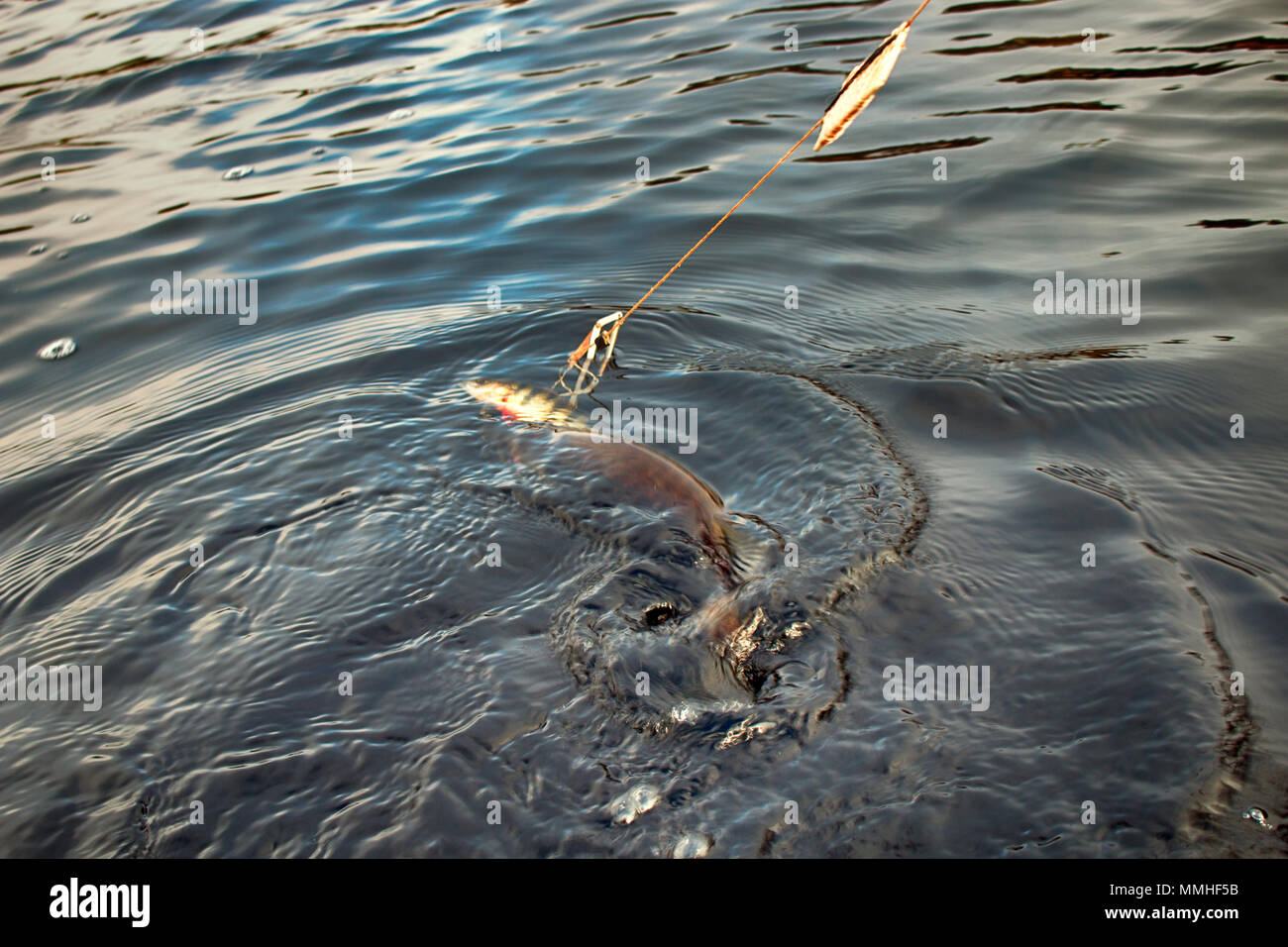 Pike rod hi-res stock photography and images - Page 9 - Alamy