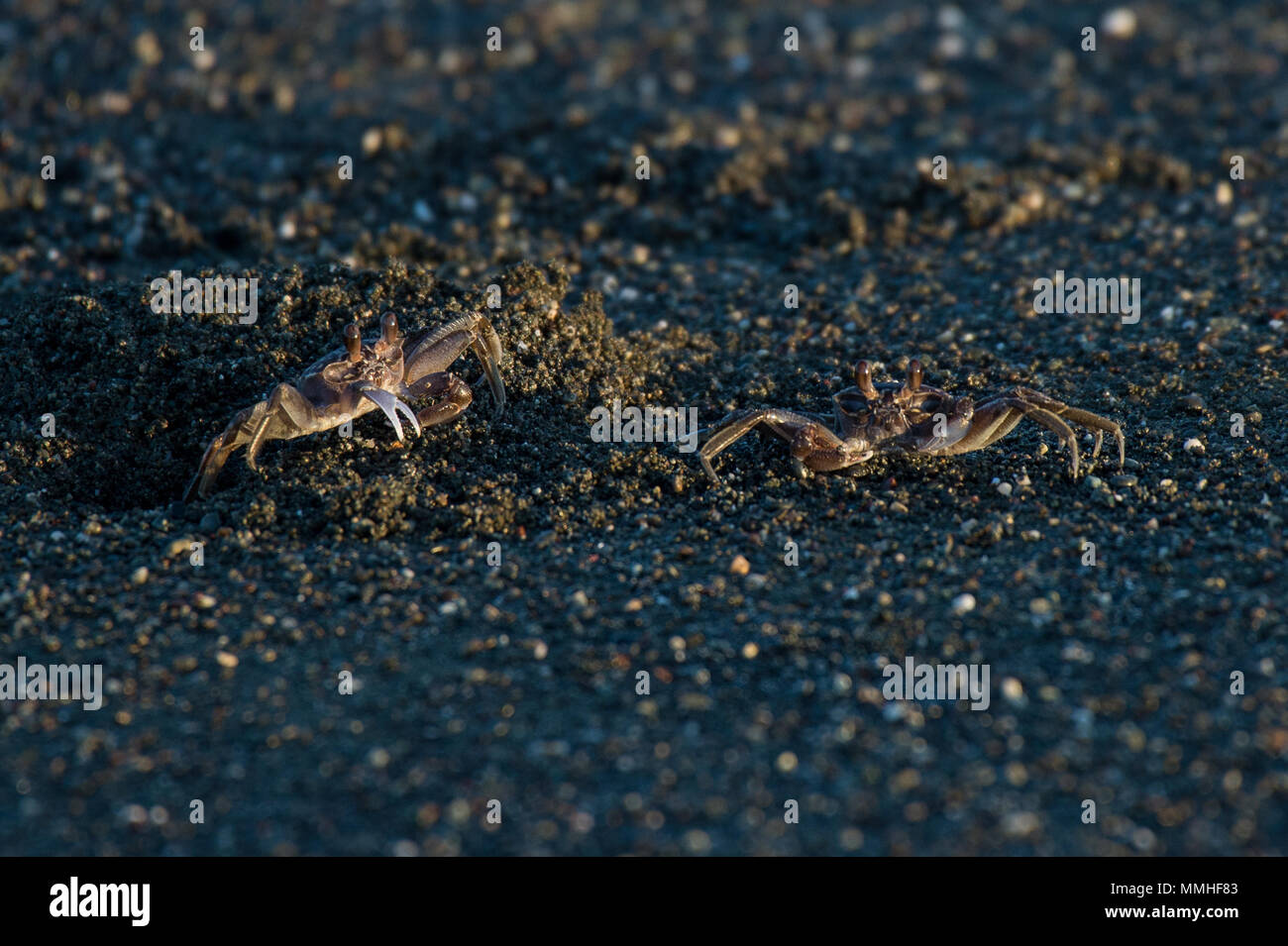 Painted Ghost Crab, Ocypode gaudichaudii, Ocypodidae, Carate Beach,  Corcovado National Park, Osa Peninsula, Costa Rica, Centroamerica Stock Photo