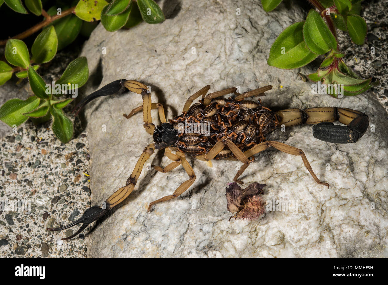 Central American Bark Scorpion with his offspring, Centruroides margaritatus, Buthidae,  Corcovado National Park, Osa PeninsCosta Rica, Centroamerica, Stock Photo