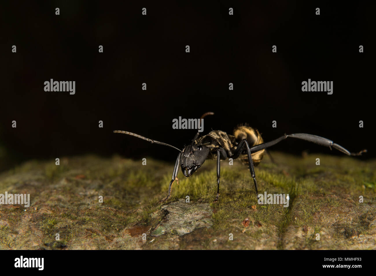 Golden Carpenter Ant, Camponotus sericeiventris, Formicidae, Carara National Park, Costa Rica, Centroamerica, Middle America Stock Photo
