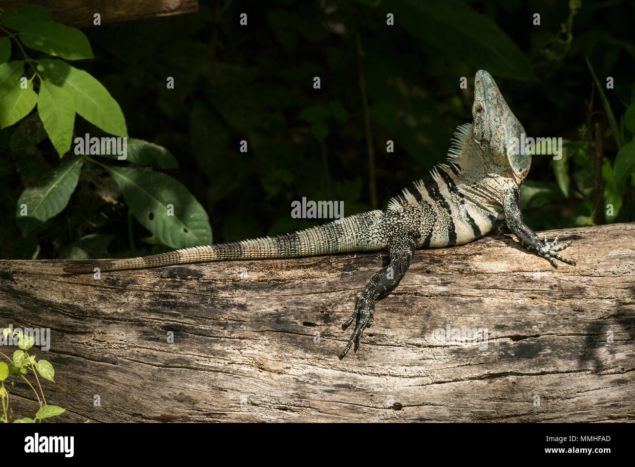 Black Ctenosaurus or Spynitail Iguana, Ctenosaura similis, Iguanidae, Carara National Park, Costa Rica, Centroamerica Stock Photo