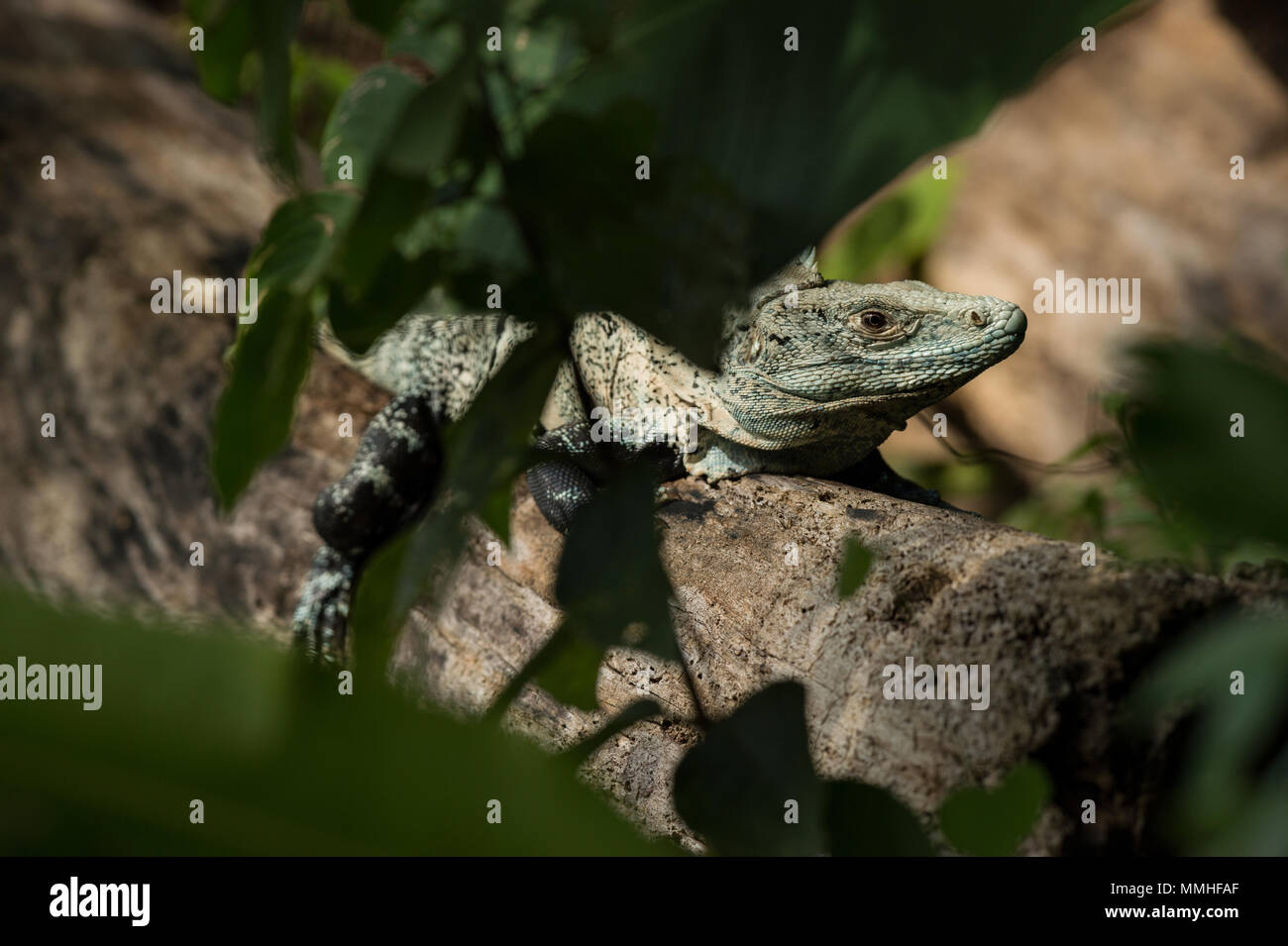 Black Ctenosaurus or Spynitail Iguana, Ctenosaura similis, Iguanidae, Carara National Park, Costa Rica, Centroamerica Stock Photo