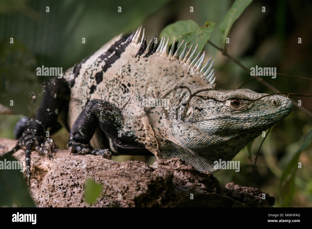 Black Ctenosaurus or Spynitail Iguana, Ctenosaura similis, Iguanidae, Carara National Park, Costa Rica, Centroamerica Stock Photo