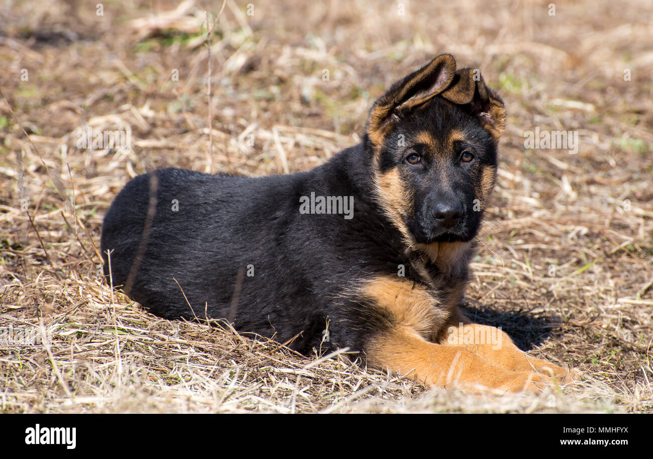 German shepherd puppy lies - adorable german shepherd puppy with floppy ...