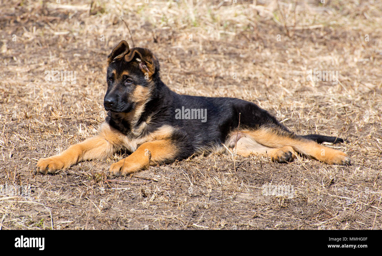 Adult german shepherd with floppy ears 2025