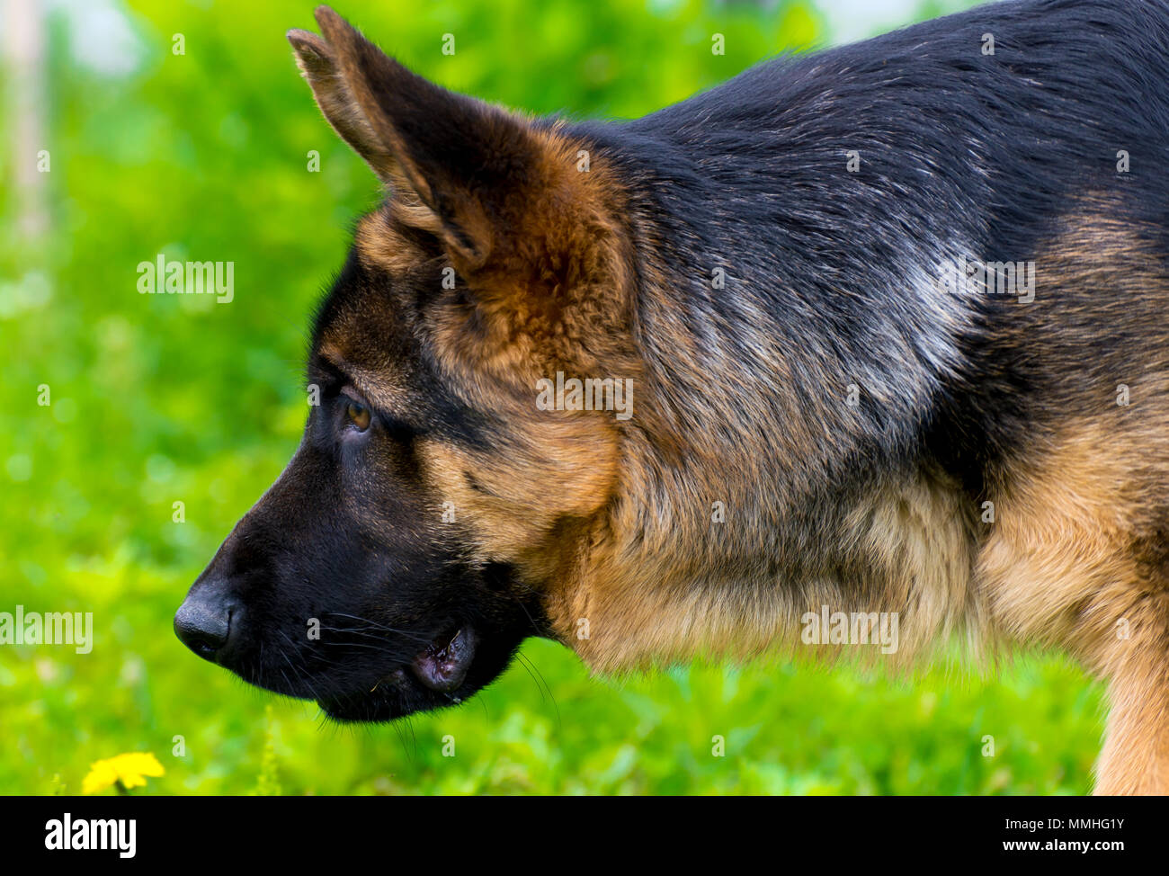 German shepherd tracker dog working outdoor. Training of a dog Stock ...