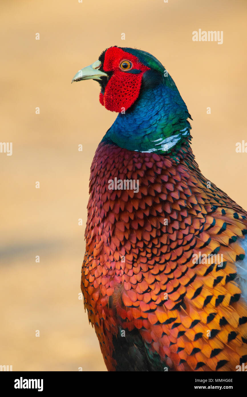 headshot of a male Ring-necked Pheasant (Phasianus colchicus) Stock Photo