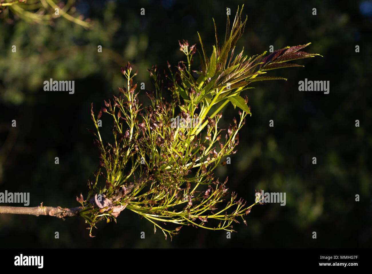 Common Ash (Fraxinus excelsior).  Fresh leaves, old flowers and fruiting bodies (seeds) Stock Photo