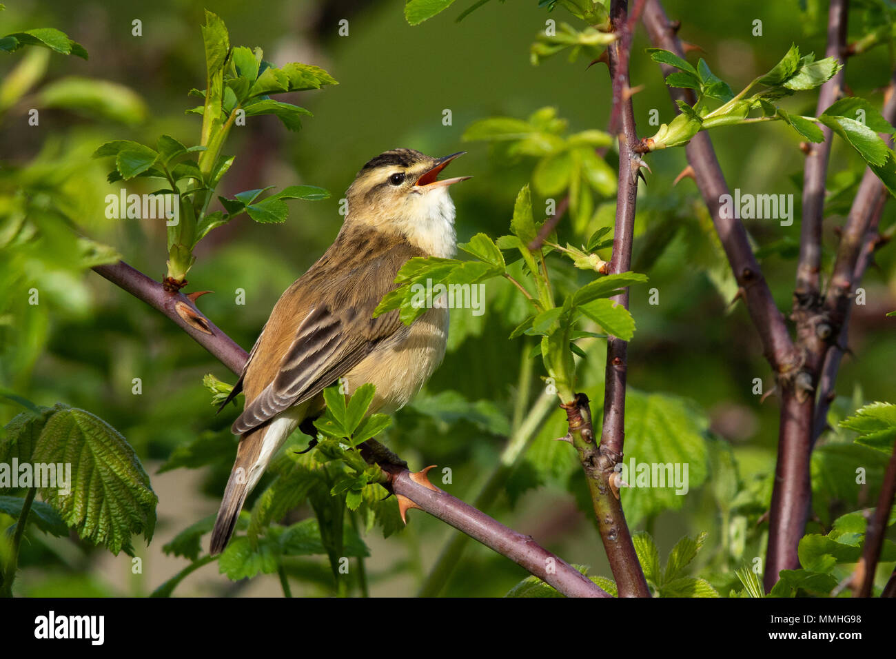 Sedge Warbler (Acrocephalus schoenobaenus) singing in a bramble patch Stock Photo