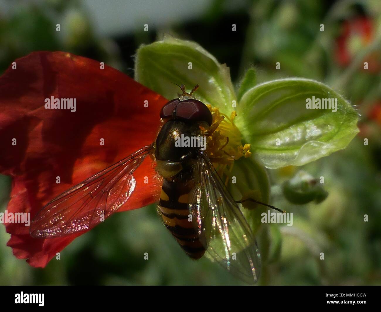 Hoverfly on red (Helianthemum) Rock/Sun rose yellow stamens (Cistaceae) macro close up Stock Photo
