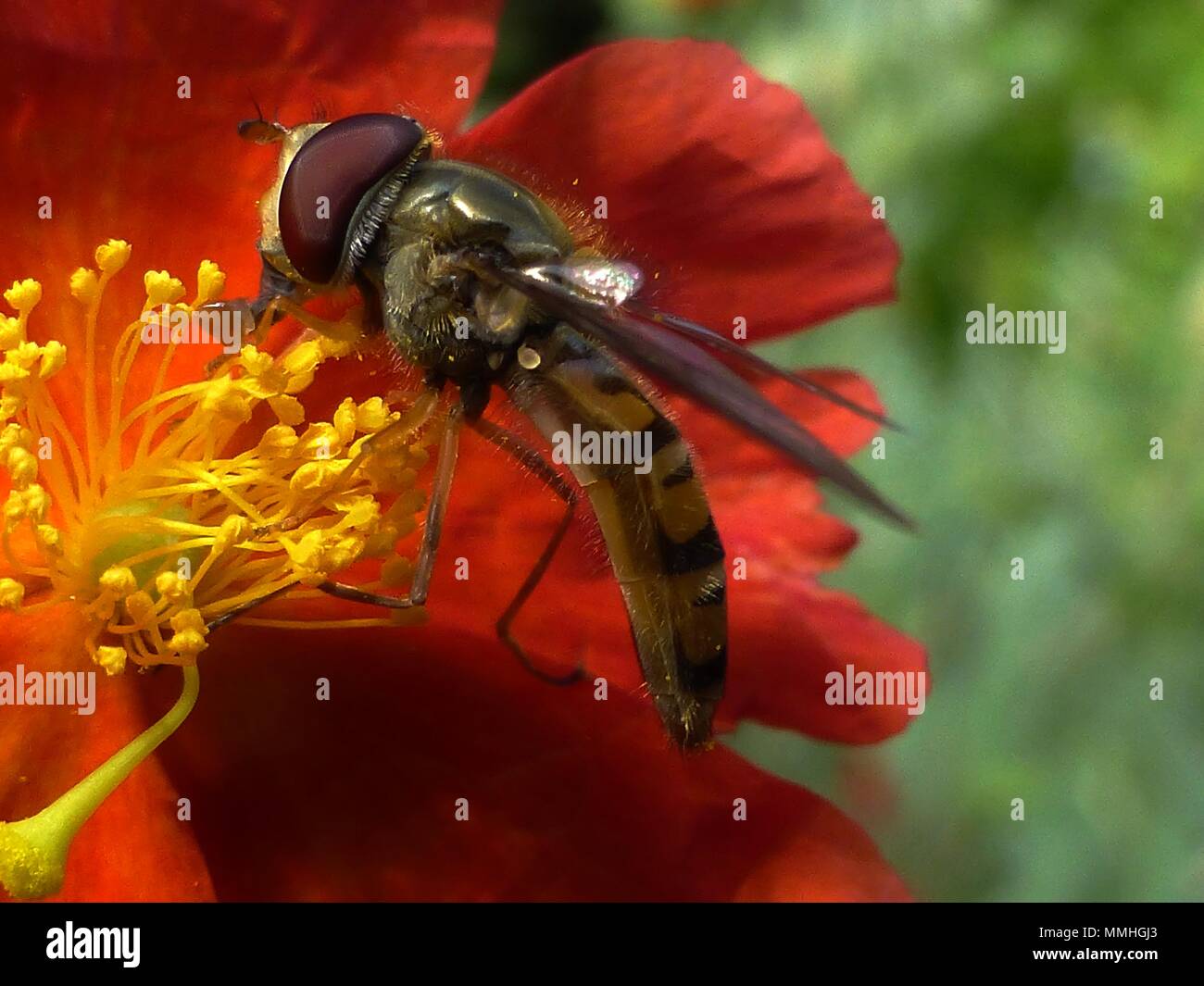 Hover fly on delicate red border flower red (Helianthemum) Rock/Sun rose yellow stamens (Cistaceae) macro close up Stock Photo