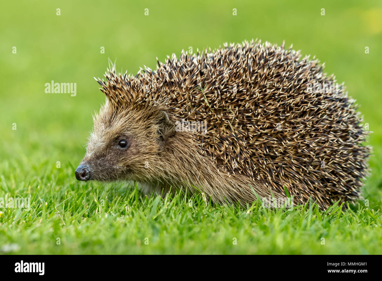 Hedgehog, wild, native hedgehog in the garden on green lawn. Facing left. Erinaceus europaeus.  Landscape Stock Photo