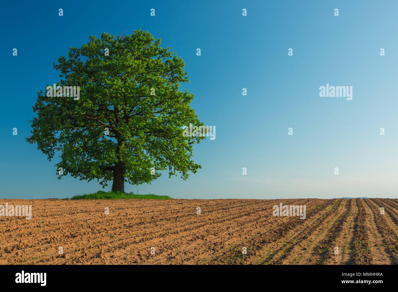 Tree trees horizon field hi-res stock photography and images - Alamy