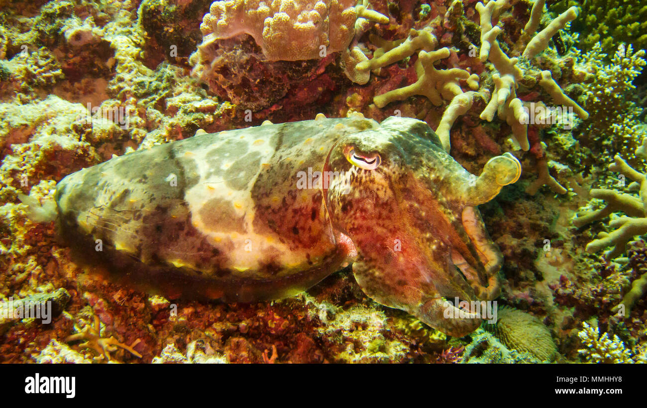 scuba diving great barrier reef, an amazing experience Stock Photo Alamy