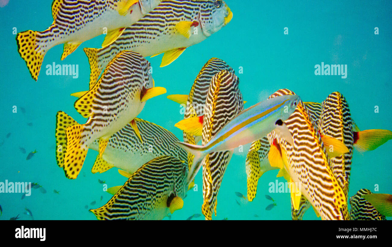 scuba diving great barrier reef, an amazing experience Stock Photo Alamy